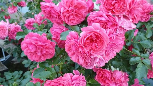 Плетистая роза Розариум Ютерсен смотреть онлайн