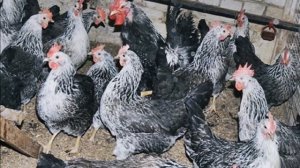 Разведение кур Котляревской породы как бизнес идея | Птицеводство | Котляревские куры