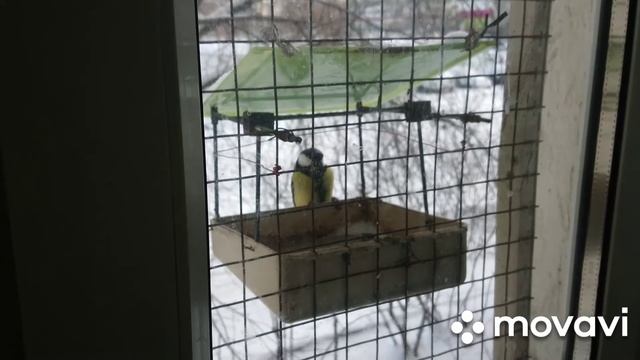 кормушка синичек смотреть онлайн