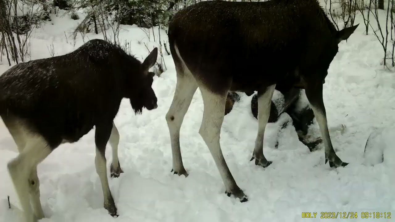 Фотоловушка Bolyguard SG2060-K #24 \ Солонец №2 смотреть онлайн