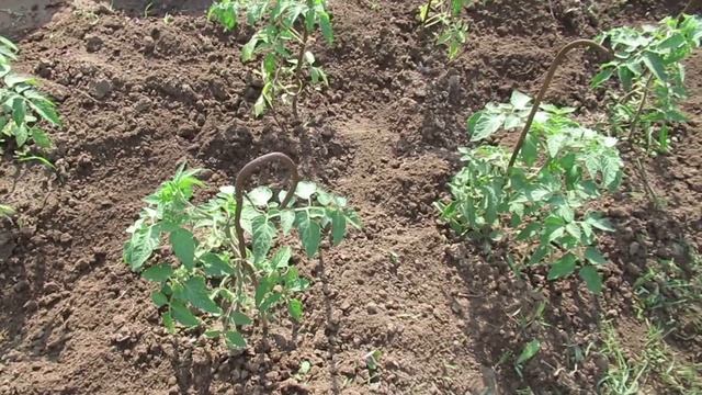 Подкормка томатов дрожжами в открытом грунте и золой #томаты#подкормкатоматовдрожжами смотреть онлайн