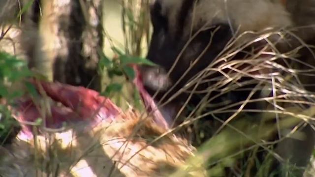 The Wild Dogs Fighting For Survival Among Africa's Apex Predators | Wildlife Documentary смотреть онлайн