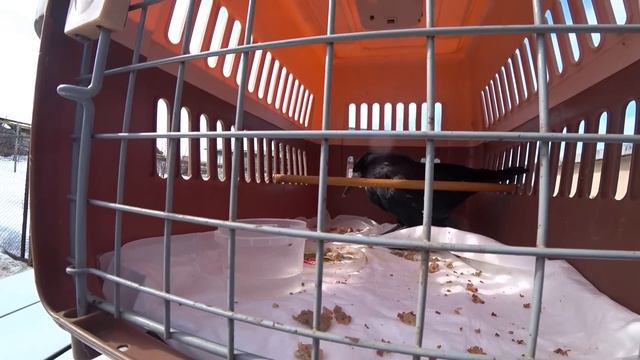 НЕОЖИДАННОЕ ПОПОЛНЕНИЕ В ПРИЮТЕ ДЛЯ ЖИВОТНЫХ! ПОДРОБНЕЕ АНЯ РАССКАЖЕТ В ЭТОМ ВИДЕО! смотреть онлайн