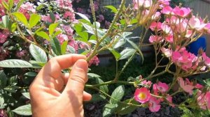 Мускусные розы. Mozart (Моцарт)