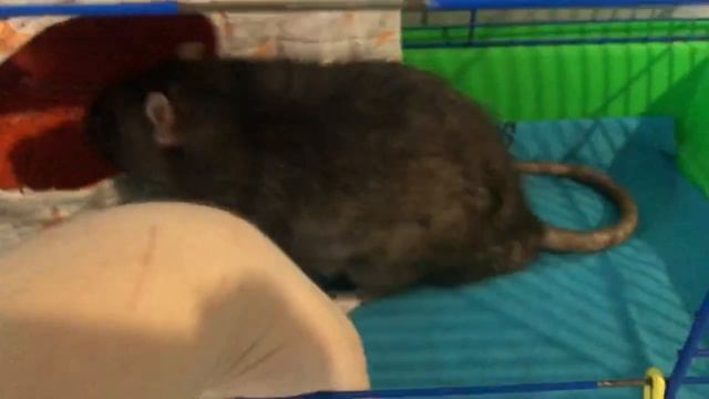 Дикая Природа Online