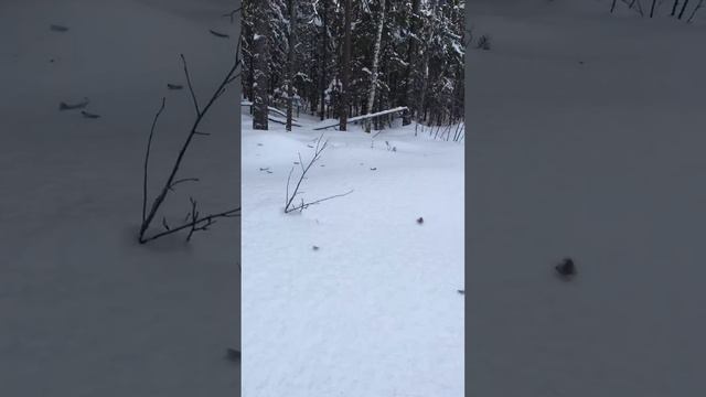 Глухарь."Мне очень жаль,мама,но эти птицы никуда не летят!" смотреть онлайн