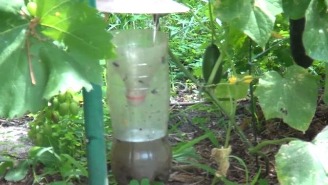 Как избавиться от мух?Созревает ягода, спеют фрукты и резко увеличивается поголовье мух. смотреть онлайн