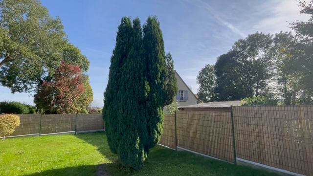 Le cyprès 'Ellwoodii' смотреть онлайн