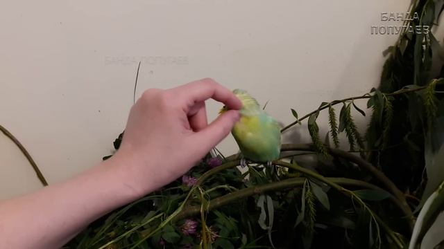 ? ✉ Адаптация и приручение волнистого попугая. Попугай не ест в первые дни! смотреть онлайн