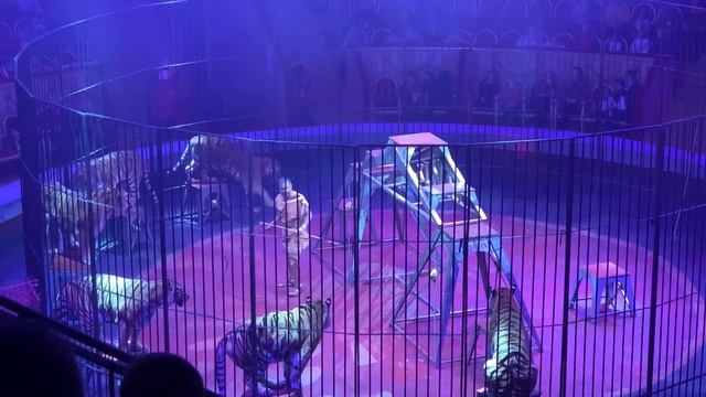 В Итальянском цирке Togni в Санкт-Петербурге. Номера с животными цирка. смотреть онлайн