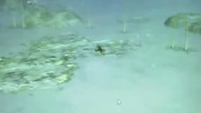 Spore Video: Who Killed the Aquatic Stage? смотреть онлайн