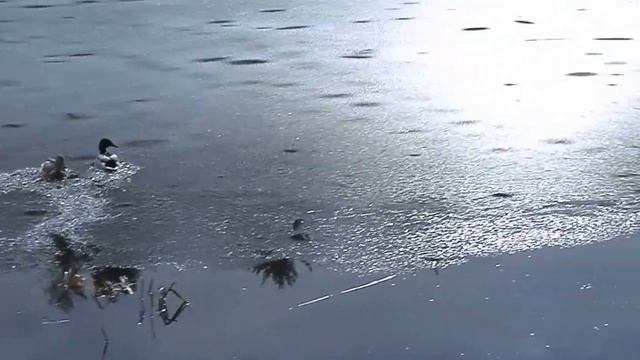 про глупых уток и веселых пуделей :) смотреть онлайн
