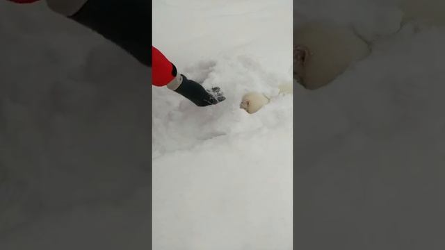 Хорёк альбинос первый раз зимой на улице смотреть онлайн