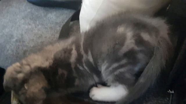 Перевозка котенка в машине. 1200 км. Тюмень - ХМАО. Кошка по имени Мышка смотреть онлайн