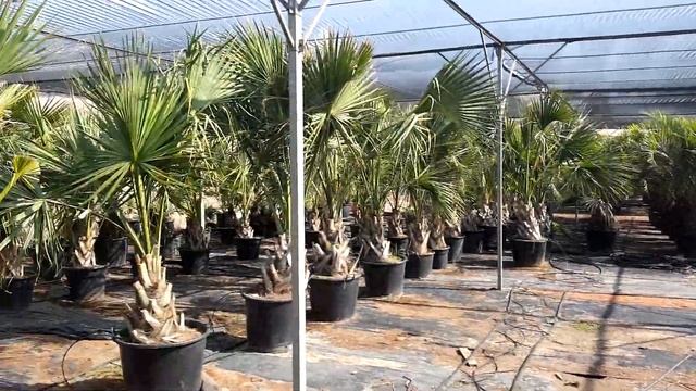 BestpalmTV. Sabal palmetto. Odporna palma o bardzo pięknym pniu. Warto mieć ? смотреть онлайн