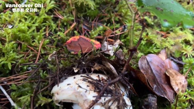 127.해갈이 송이 금맥을 다시 찾았어요! 캐나다 밴쿠버 자연 송이, 능이 버섯 대행진 Edible Mushrooms in Vancouver BC Canada(Matsutake) смотреть онлайн