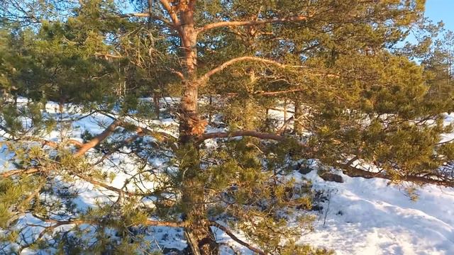 На пробежке, шикарная финская природа! смотреть онлайн