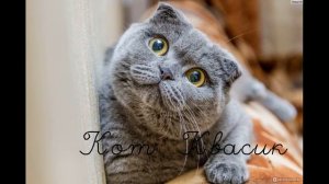 Кот Квасик и письмо бабушке