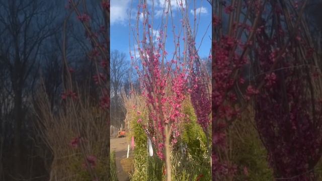 #TreeTipTuesday - Cercis canadensis 'Tennessee Pink' смотреть онлайн