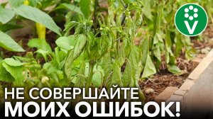 ПОГУБИЛА ВСЕ КУСТЫ ПЕРЦА ОДНОЙ ПОДКОРМКОЙ! Не повторяйте мою ошибку!