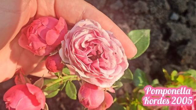 Pomponella Kordes 2005 флорибунда ?? рекомендую ?лучшая ? милашка моего Розария смотреть онлайн