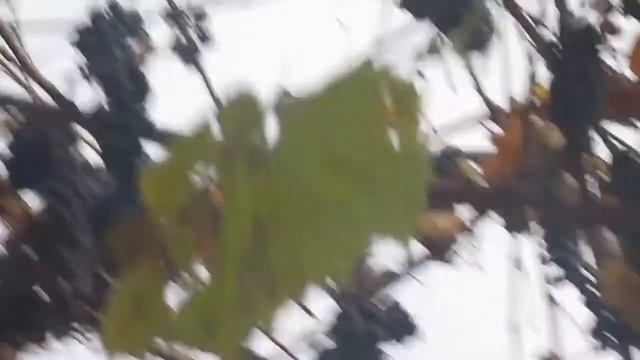 Виноград Альфа - описание сорта фото отзывы