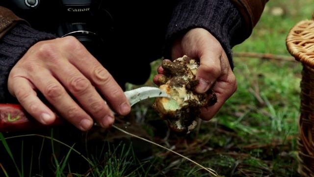 El níscalo parasitado, una delicia desconocida смотреть онлайн