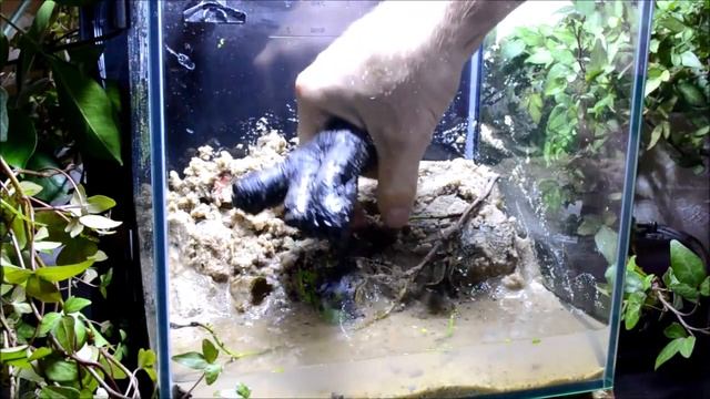 Set up no maintenance biotope aquarium. смотреть онлайн