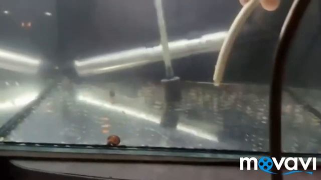 Как чистить дно в аквариуме(Аквариум для мальков) смотреть онлайн