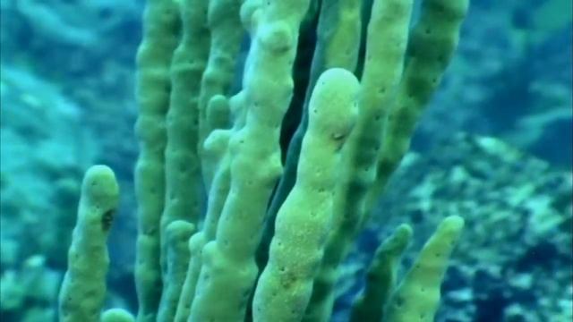 БАЙКАЛЬСКАЯ ГУБКА ИНСТРУКЦИЯ ПО ПРЕМИНЕНИЮ BAIKAL SPONGE USER'S MANUAL смотреть онлайн