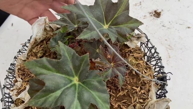 DIFFERENT VARIETIES OF BEGONIA