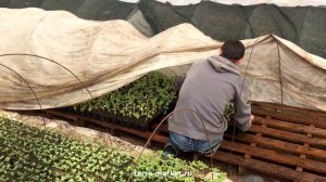 100 % гарантированный урожай. Прививка дыни.