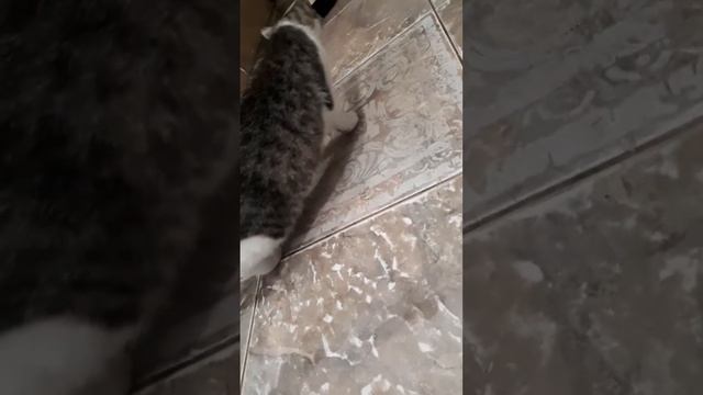 Кошка дерется с кем-то невидимым. смотреть онлайн