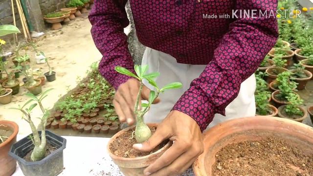 How To Make Ideal Potting Mix For Adult Adenium.