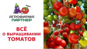 ВСЕ О ВЫРАЩИВАНИИ ТОМАТОВ