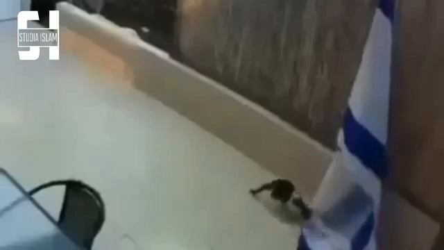 Кошка снимает израильский флаг с стены смотреть онлайн