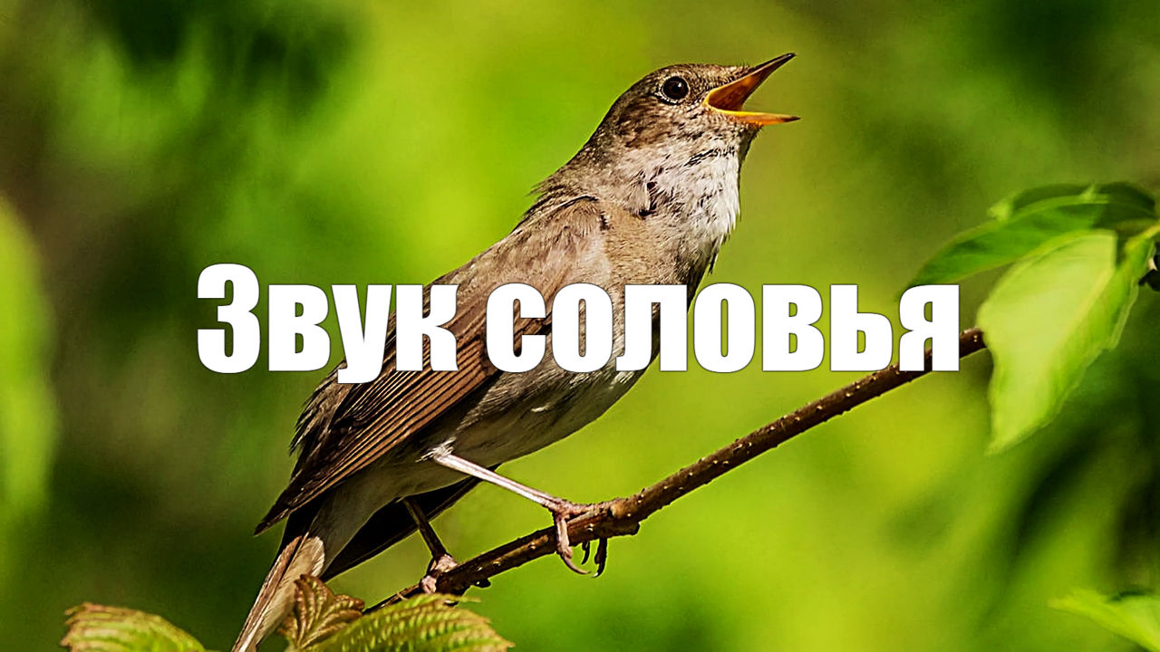 Звук природы. Соловей в лесу поет от бессонницы. смотреть онлайн