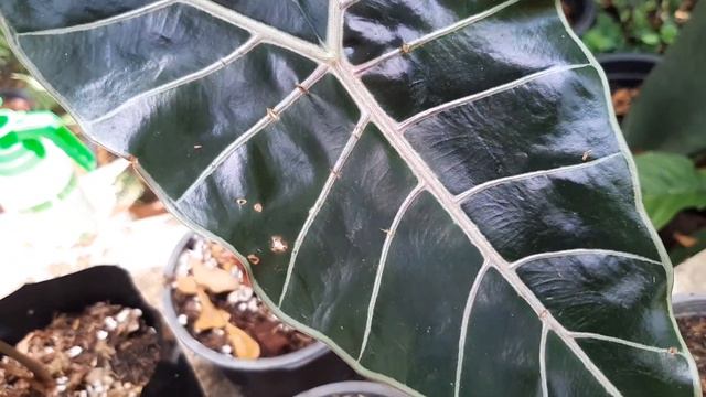 บอนดำสตูล ทดลองผ่าหัว ep.2 смотреть онлайн