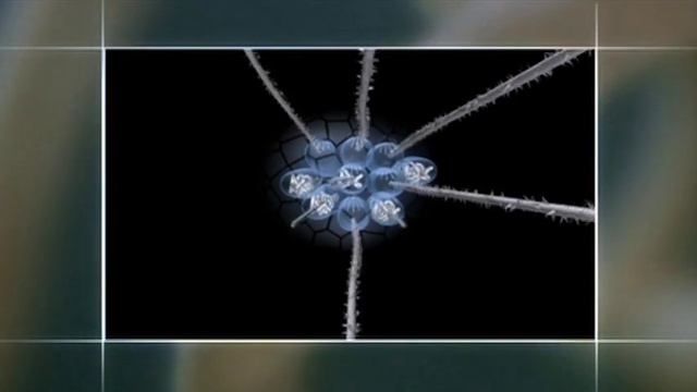 Nematocyst Animation - Feeding Tentacles смотреть онлайн