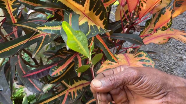 How to care croton plant смотреть онлайн