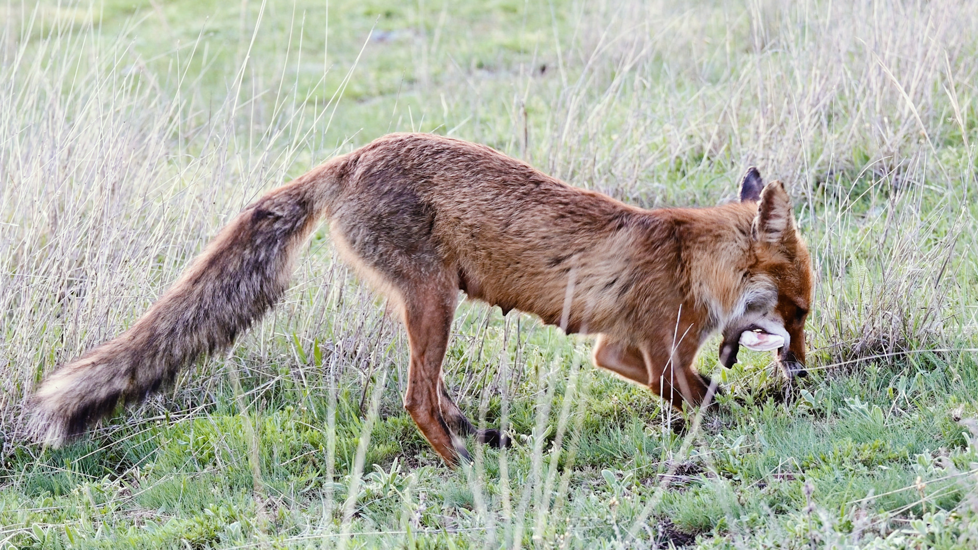 Тиха украинская ночь, но сало лучше перепрятать... смотреть онлайн