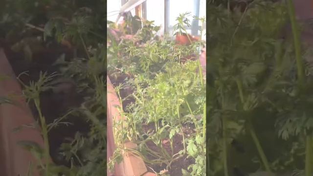 ЗИМНЯЯ ТЕПЛИЦА В НОВОСИБИРСКЕ смотреть онлайн