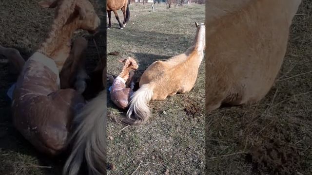 Рождение жеребенка в Алматинских горах. Birth of a baby horse. Улкен бие кулындады. Весна 2021. смотреть онлайн