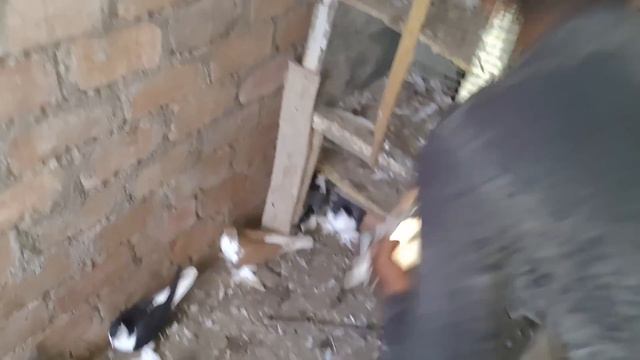 Top Quality Shirazi & Fantail Pigeons Ka Shoq! 😍🕊️ смотреть онлайн