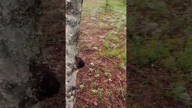 Лес Чага березовая. Birch chaga. смотреть онлайн