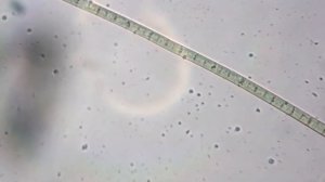 микробы под микроскопом