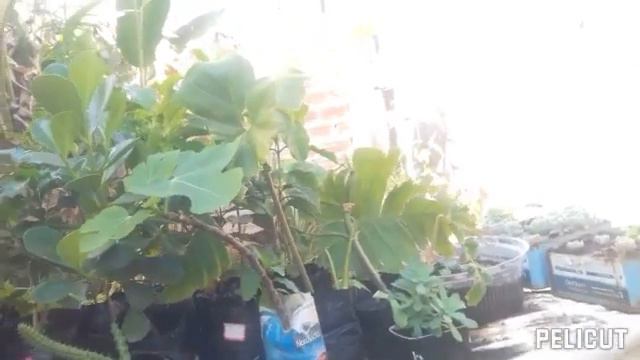 COMO FICAM AS PLANTAS NO INVERNO | Dora jardinagem смотреть онлайн