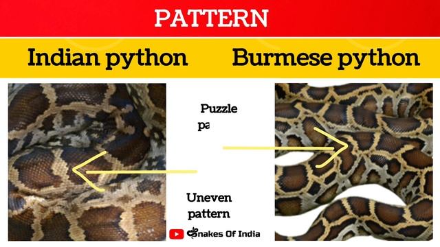 Indian rock python vs Burmese rock python (Detailed difference) भारतीय अजगर और बरमीज़ अजगर मे अंतर смотреть онлайн