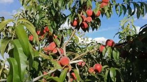 Персик Юбилейный . 24.07.2020 Солигорск .