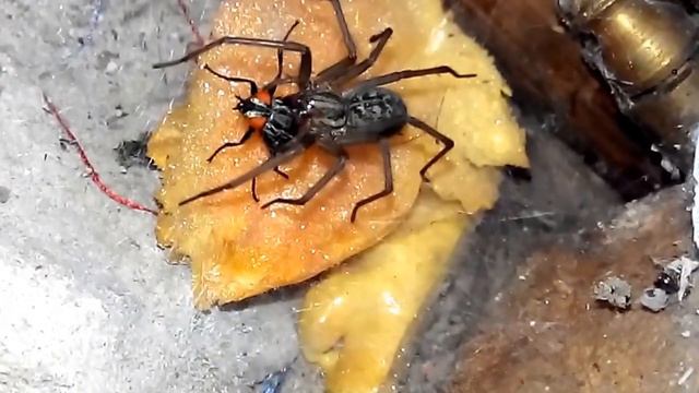 Паук ! Смотреть всем!!! открытие доченьки... смотреть онлайн